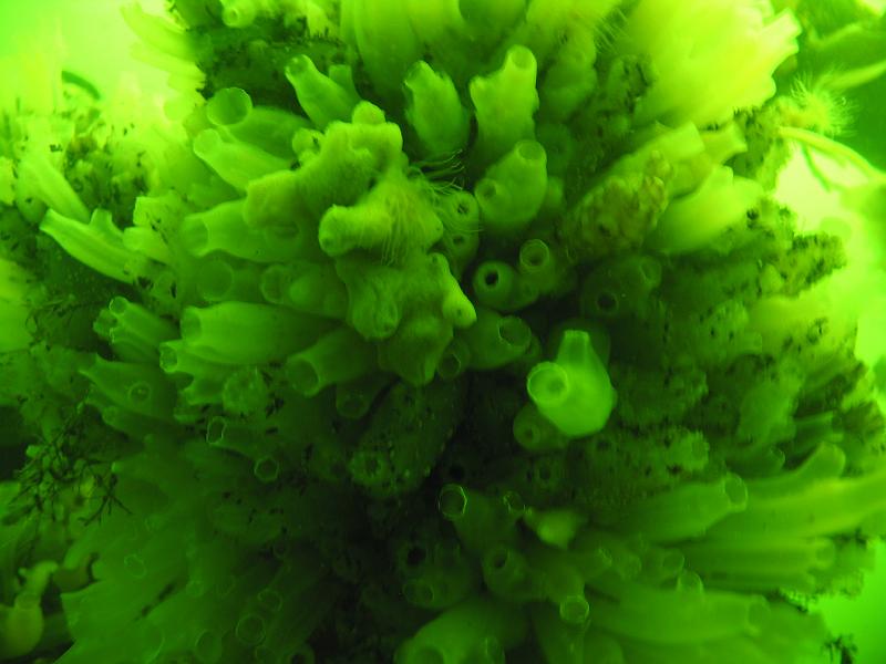 Coll NL 020.JPG